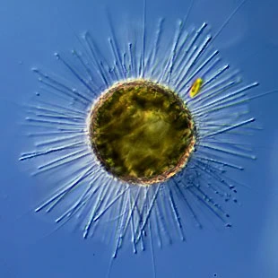 Acanthocystis turfacea