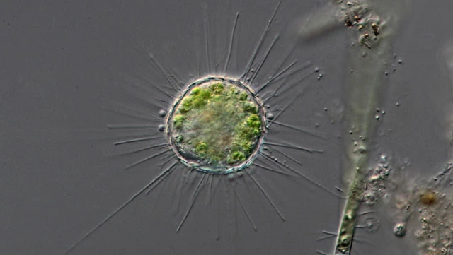 Acanthocystis turfacea