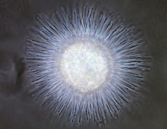 Acanthocystis turfacea - Ferry Siemensma