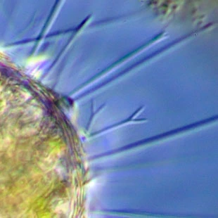 Acanthocystis turfacea - Ferry Siemensma
