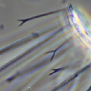 Acanthocystis turfacea - Ferry Siemensma