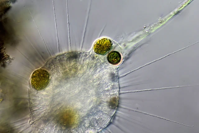 Actinosphaerium eichhornii