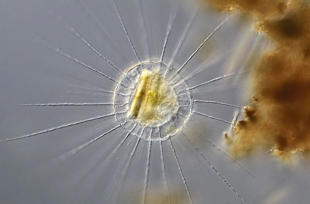 Actinosphaerium eichhornii