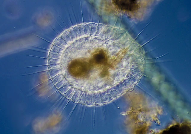 Actinosphaerium eichhornii