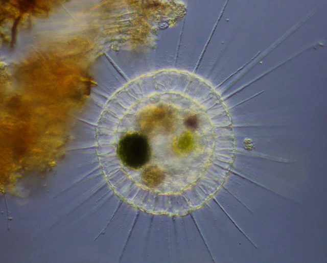 Actinosphaerium eichhornii