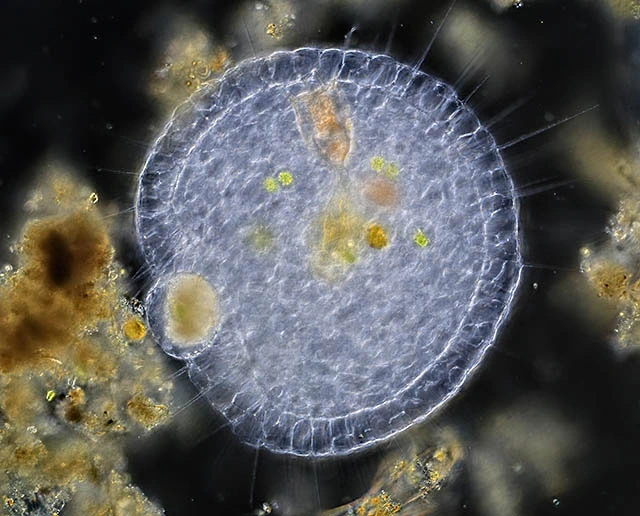 Actinosphaerium eichhornii