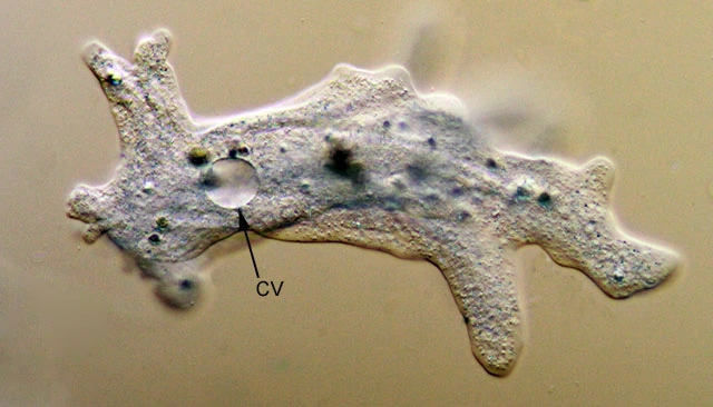 Contractile vacuole Amoeba proteus