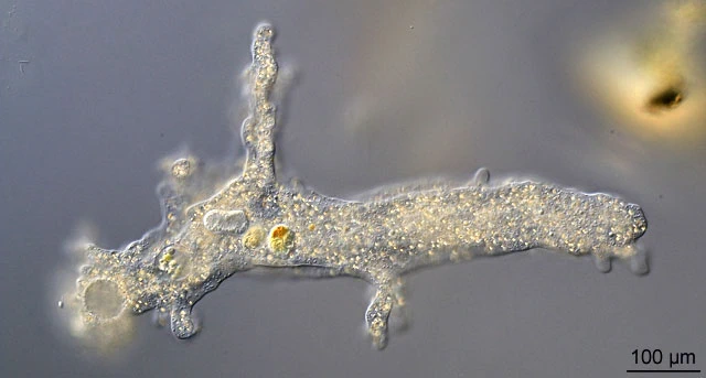 Amoeba proteus