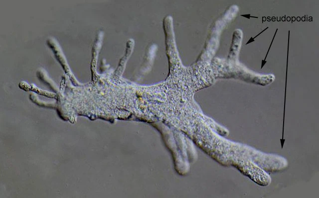 Pseudopodia amoeba proteus