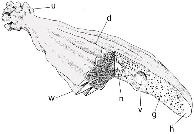 Amoeba schematic