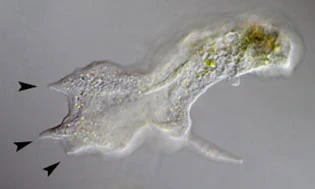 Amoeba subpseudopodia