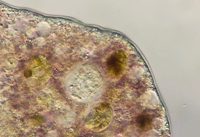 Zonomyxa violacea