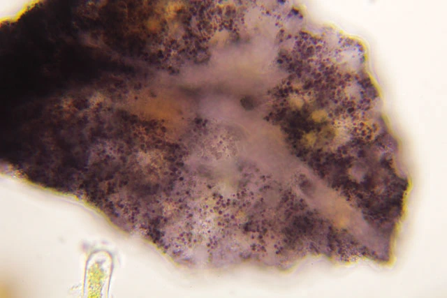 Zonomyxa violacea