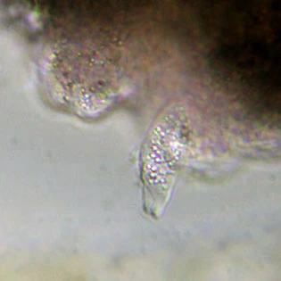 Amphizonella violacea