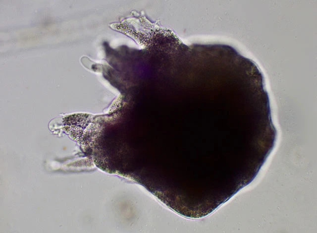 Zonomyxa violacea