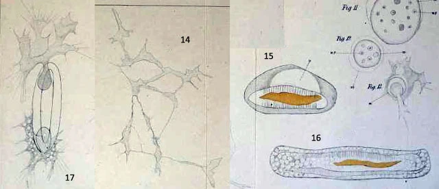Cienkowski Leptophrys vorax