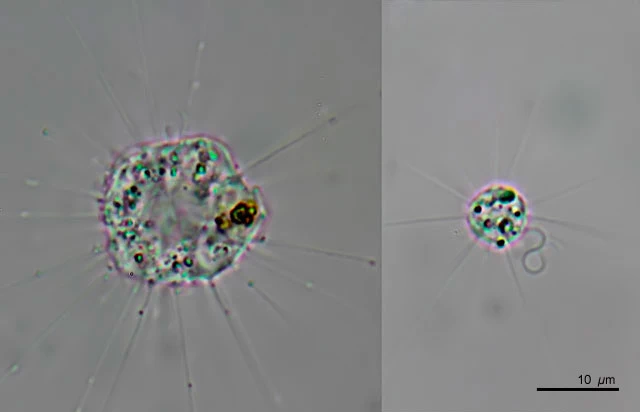 Ciliophrys infusionum