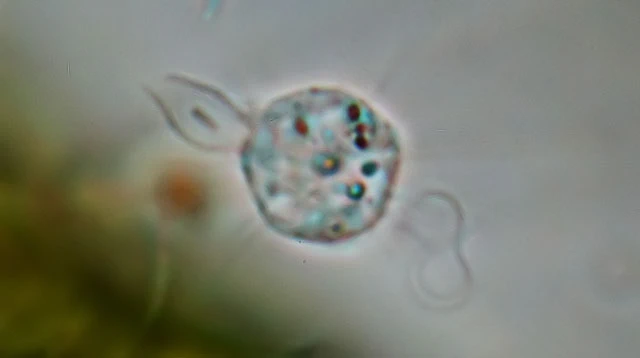 Ciliophrys infusionum