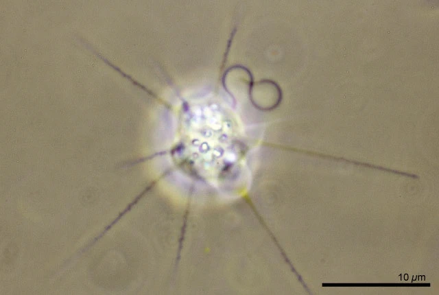 Ciliophrys infusionum