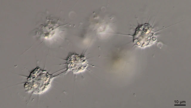 Ciliophrys infusionum