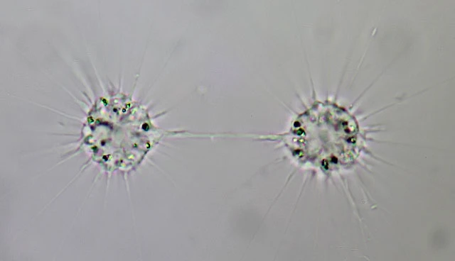 Ciliophrys infusionum