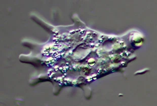 Korotnevella species