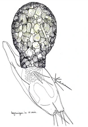 Difflugia capreolata