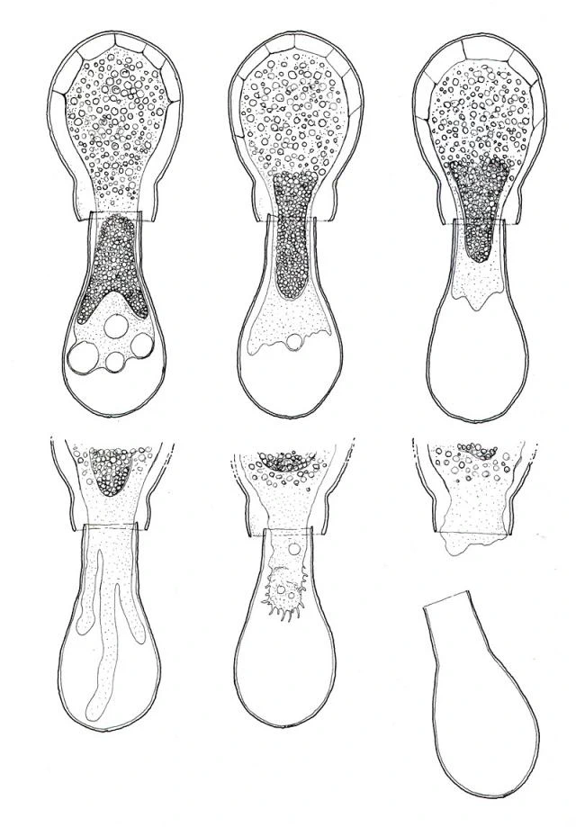Difflugia capreolata