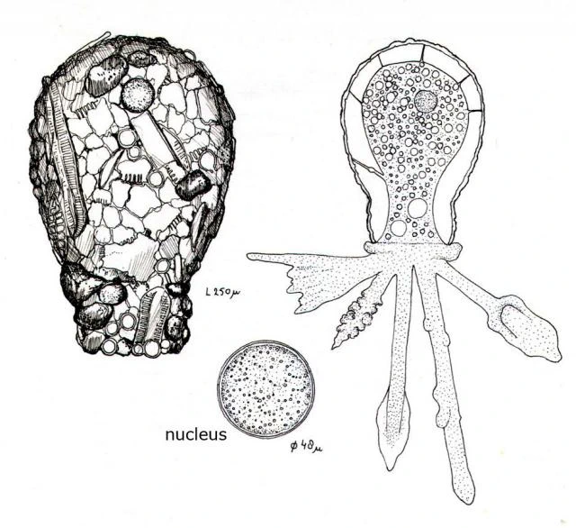 Difflugia capreolata