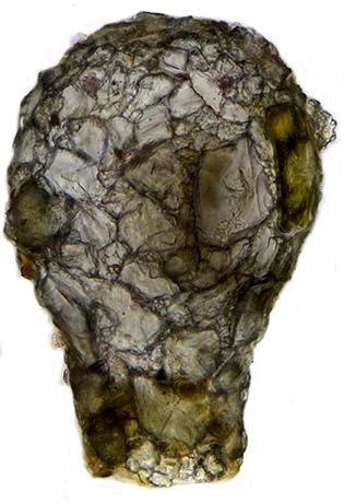 Difflugia capreolata