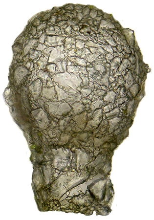 Difflugia capreolata