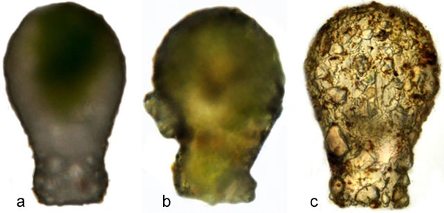 Difflugia capreolata