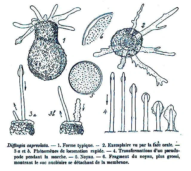 Difflugia capreolata