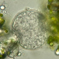 Difflugia capreolata