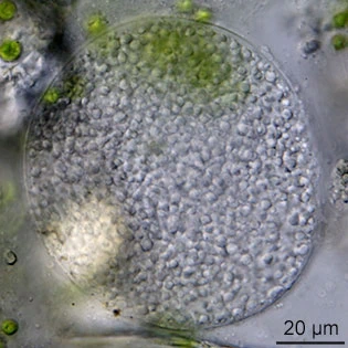 Difflugia capreolata