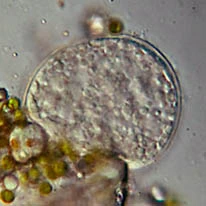 Difflugia capreolata