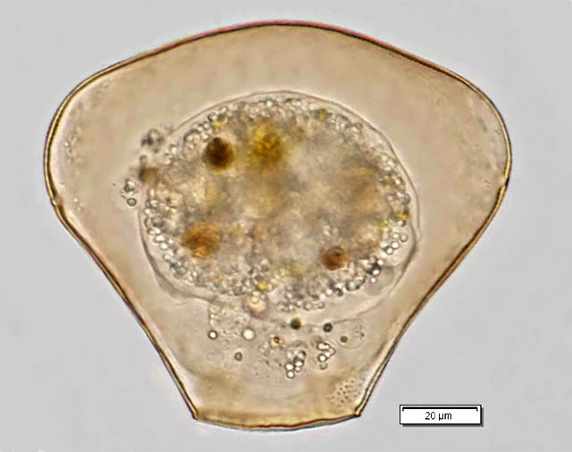 Hyalosphenia papilio