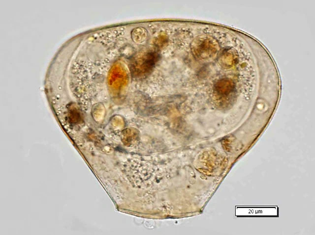 Hyalosphenia papilio