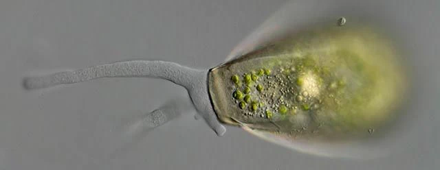 Hyalosphenia papilio