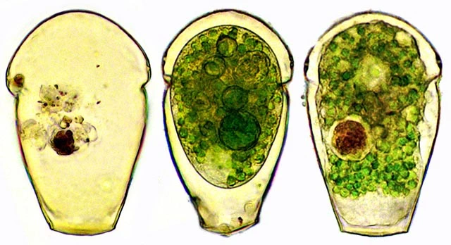 Hyalosphenia papilio
