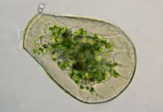 Hyalosphenia papilio