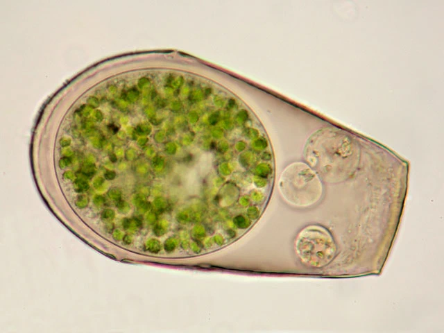 Hyalosphenia papilio