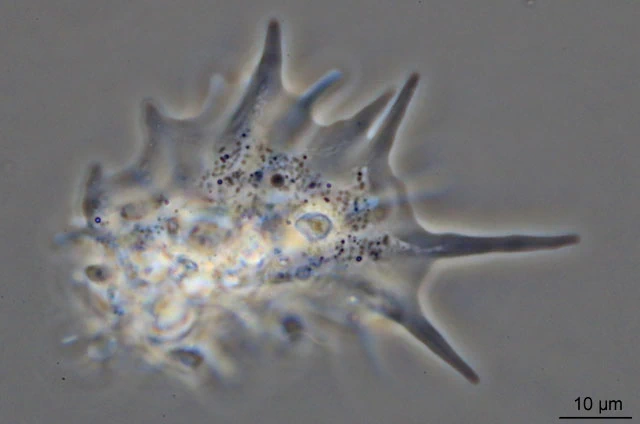 Korotnevella