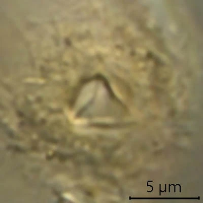Leptogromia operculata schiermonnikoog