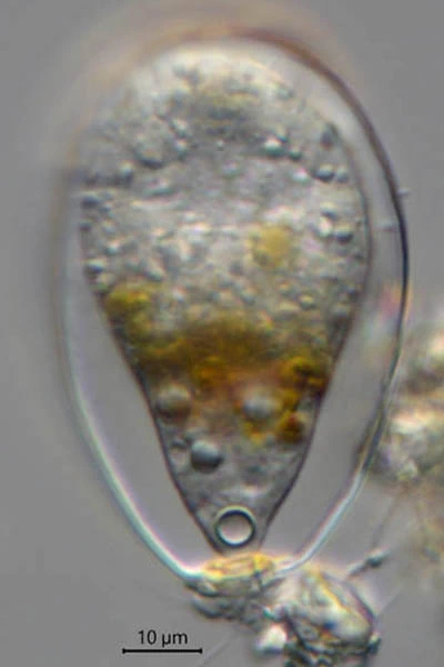 Leptogromia Schiermonnikoog