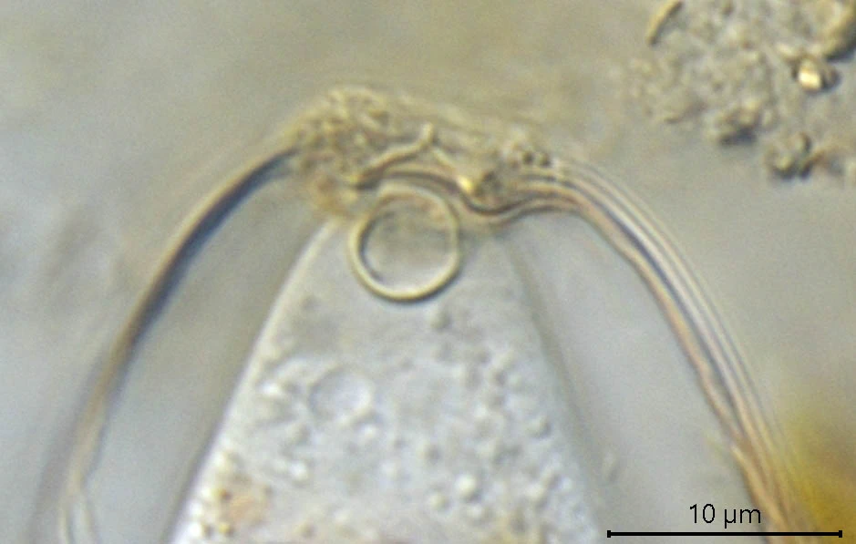 Leptogromia operculata