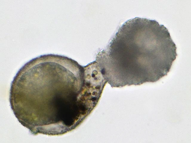 Division of Lesquereusia spiralis