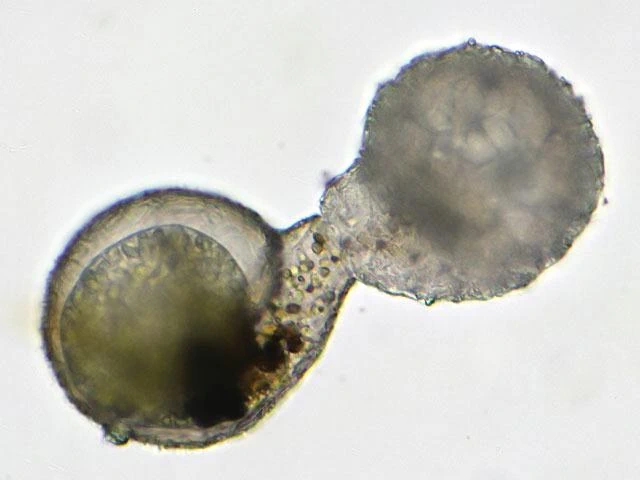 Division of Lesquereusia spiralis