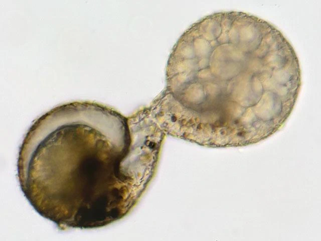 Division of Lesquereusia spiralis