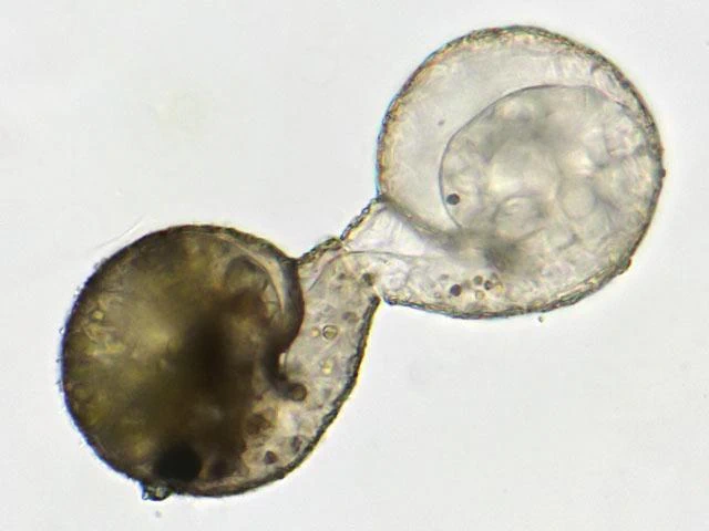 Division of Lesquereusia spiralis